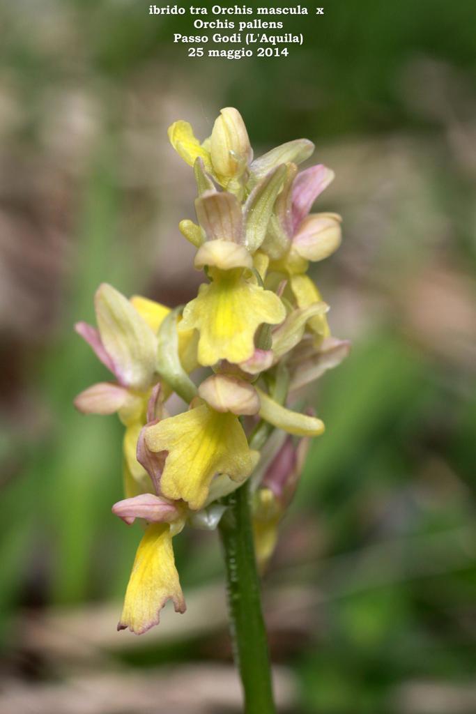 Monti della Laga, N.widderi, P.albida var. tricuspis e altre orchidee 27 giugno 2015